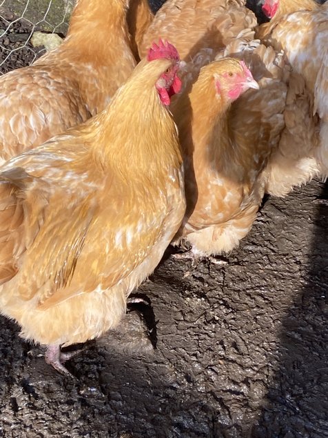 Œufs à couver orpington fauve