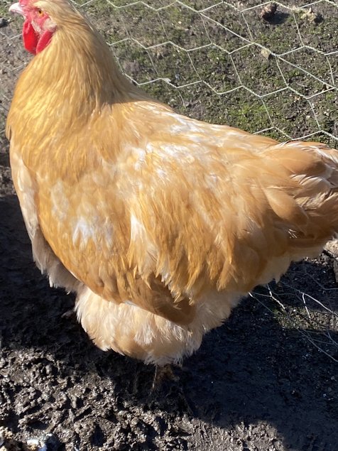 Œufs à couver orpington fauve