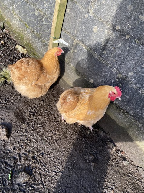 Œufs à couver orpington fauve