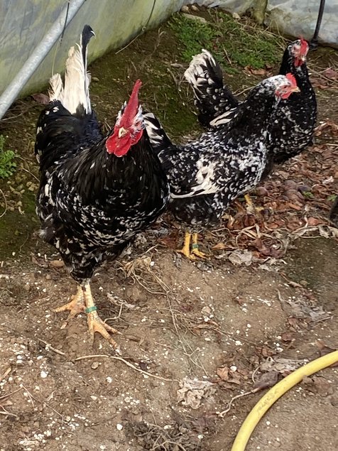 Oeufs à couver Asturies