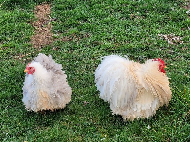 Œufs fécondés Pékin bobtail