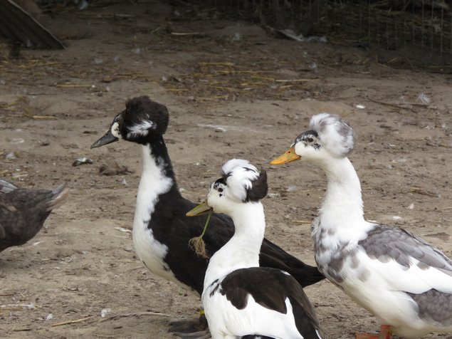Canard huppé (divers variétés)