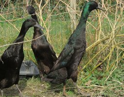 Canard coureur indien noir et bleu