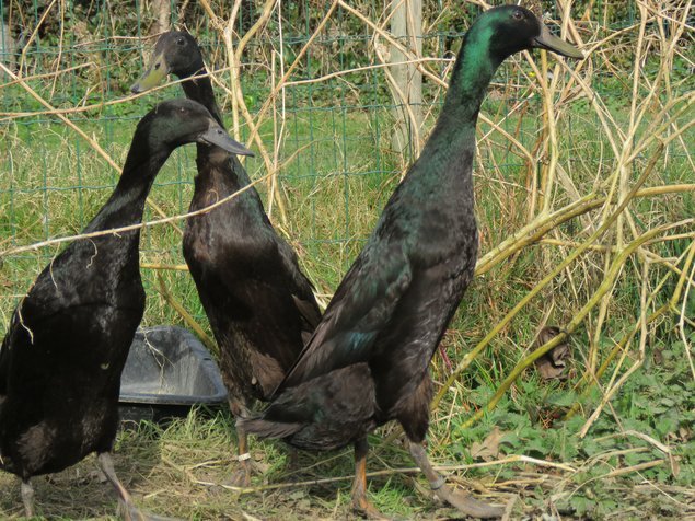Canard coureur indien noir et bleu