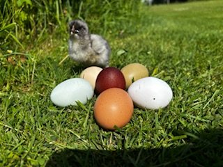 Œufs fécondés à couver. Panier coloré. Marans leghorn f1 f2 cream legbar