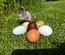 Œufs fécondés à couver. Panier coloré. Marans leghorn f1 f2 cream legbar