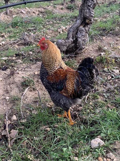 Oeufs de couleurs (Olive Egger)