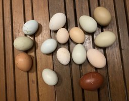 Oeufs de couleurs (Olive Egger)