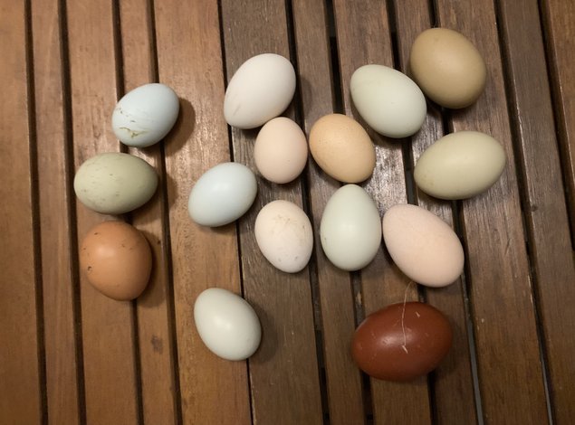 Oeufs de couleurs (Olive Egger)
