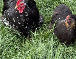 Mix Bantam de Pékin 5+1 offert