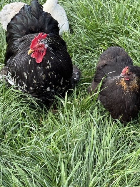 Mix Bantam de Pékin 5+1 offert