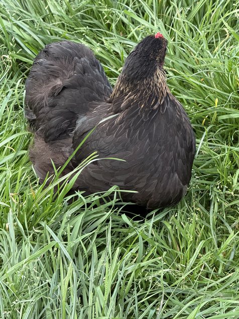 Mix Bantam de Pékin 5+1 offert