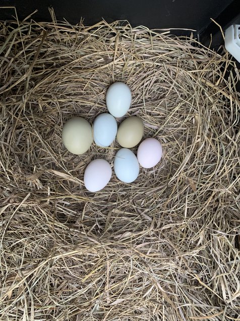 Oeufs de couleurs (Olive Egger)