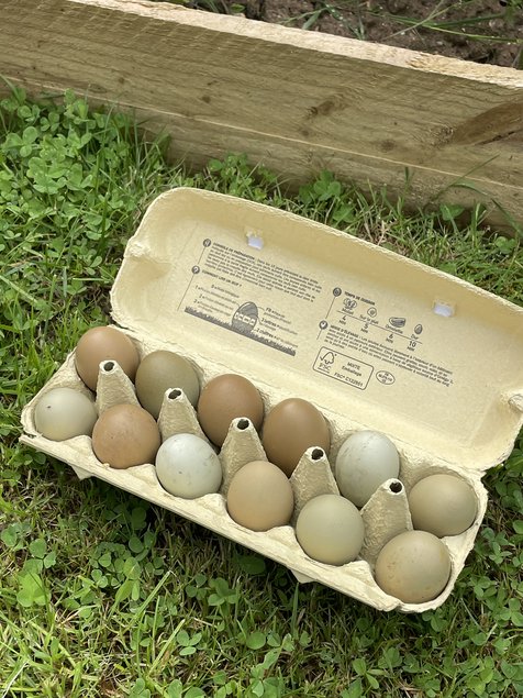 Panier d’œuf fécondés assortiment de vert bleu kaki blanc.