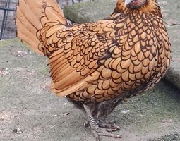 Oeufs à couver sebright doré