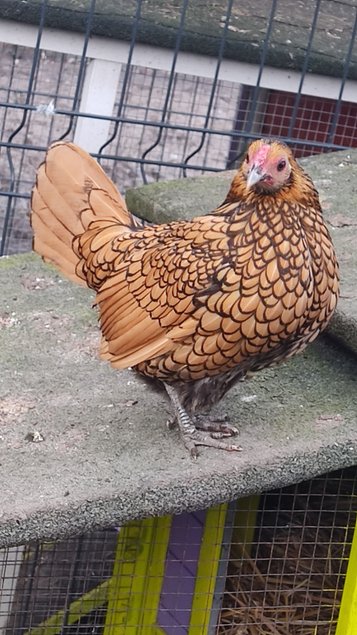 Oeufs à couver sebright doré