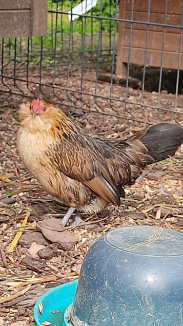 Oeufs fécondés Barbue d'Anvers