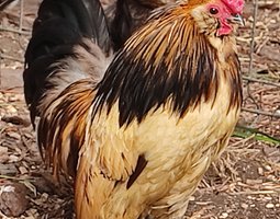 Oeufs fécondés Barbue d'Anvers