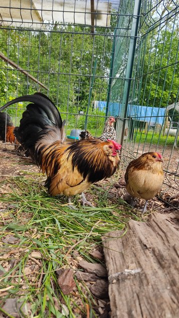 Oeufs fécondés Barbue d'Anvers