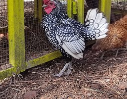 oeufs sebright argenté