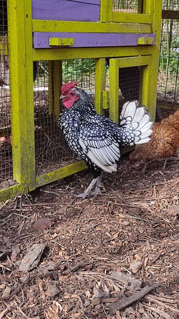 oeufs sebright argenté