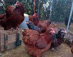 Orpingtons rouges (2coqs et 7poules ) + porcelaines mille-fleurs (2poules)