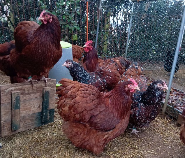 Orpingtons rouges (2coqs et 7poules ) + porcelaines mille-fleurs (2poules)