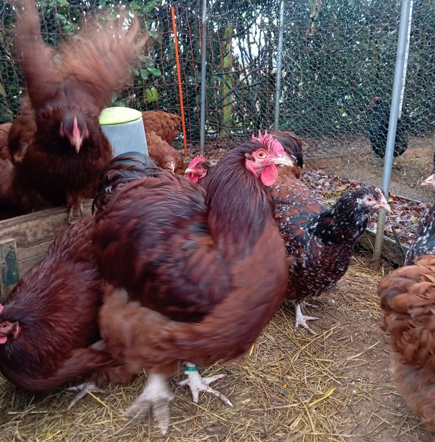 Orpingtons rouges (2coqs et 7poules ) + porcelaines mille-fleurs (2poules)