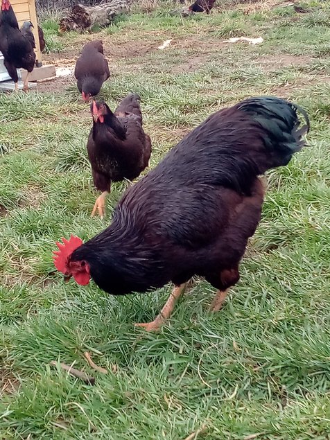 Oeufs Rhode Island Pure Race