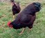 Oeufs Rhode Island Pure Race