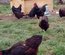 Oeufs Rhode Island Pure Race