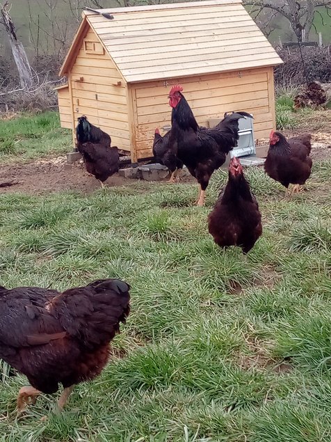 Oeufs Rhode Island Pure Race