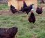 Oeufs Rhode Island Pure Race