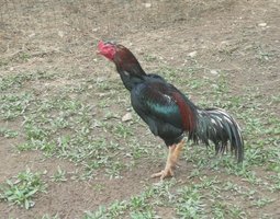 Œufs fécondés combattants asiatiques.