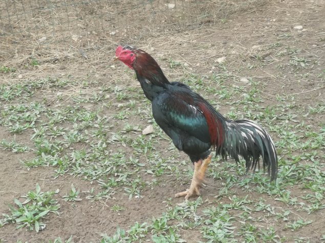 Œufs fécondés combattants asiatiques.