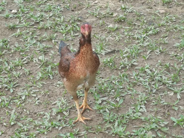 Œufs fécondés combattants asiatiques.