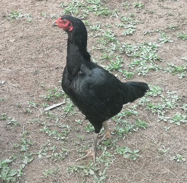 Œufs fécondés combattants asiatiques.