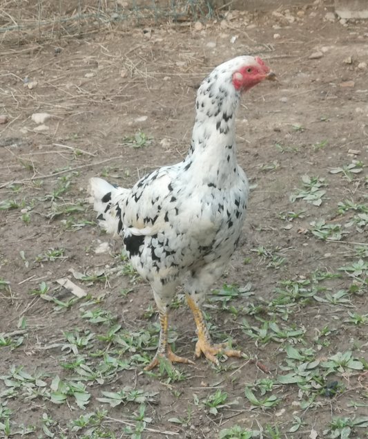 Œufs fécondés combattants asiatiques.