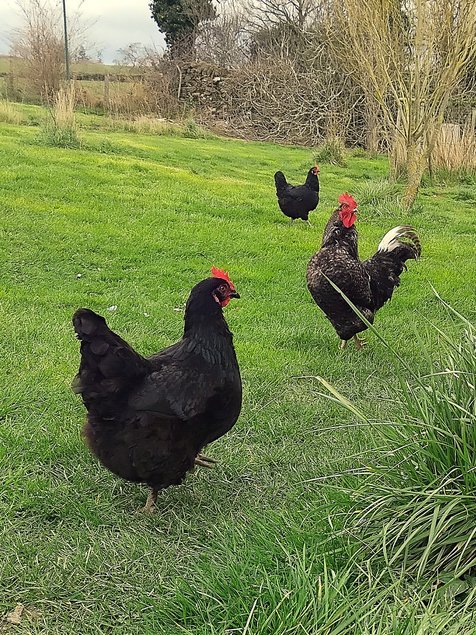 Œufs poules pondeuses fermières – mélange de couleurs