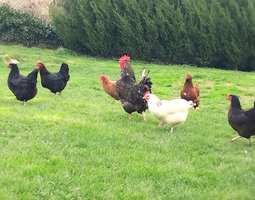 Œufs poules pondeuses fermières – mélange de couleurs