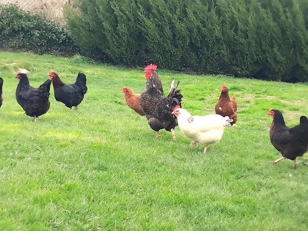 Œufs poules pondeuses fermières – mélange de couleurs