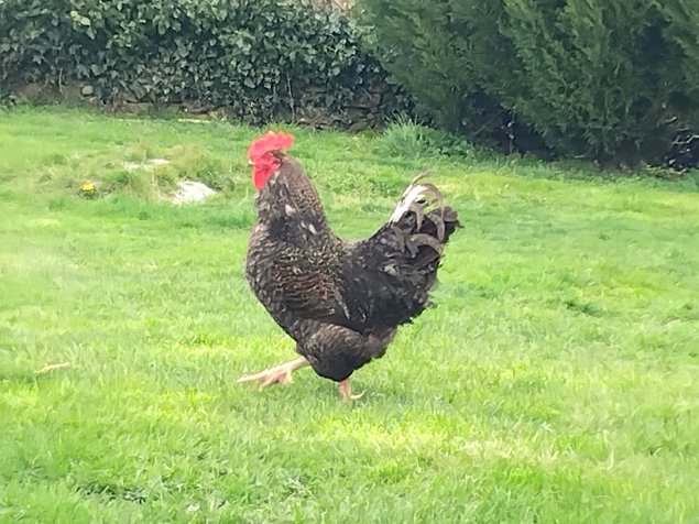 Œufs poules pondeuses fermières – mélange de couleurs