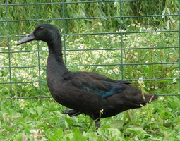 Canard haut volant noir et noir à bavette