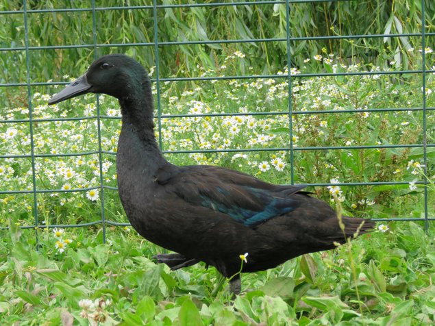Canard haut volant noir et noir à bavette