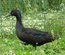Canard haut volant noir et noir à bavette