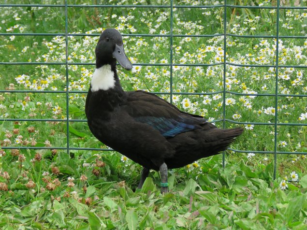 Canard haut volant noir et noir à bavette