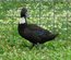 Canard haut volant noir et noir à bavette
