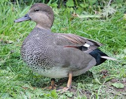 Œufs de canard chipeau