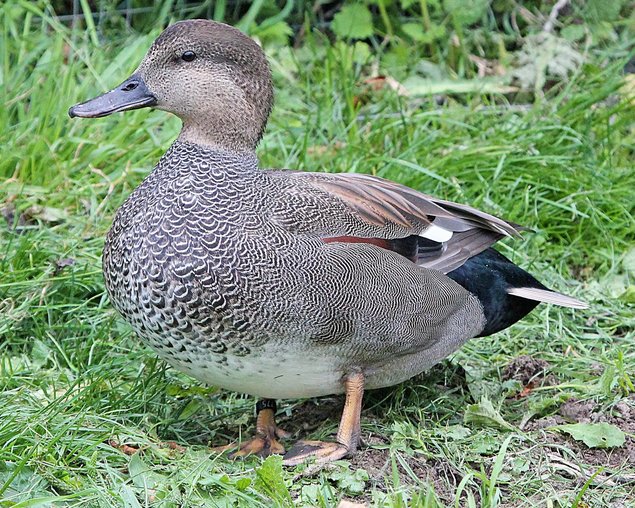 Œufs de canard chipeau