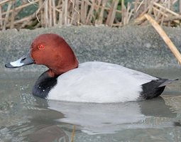 Œufs de canard milouin